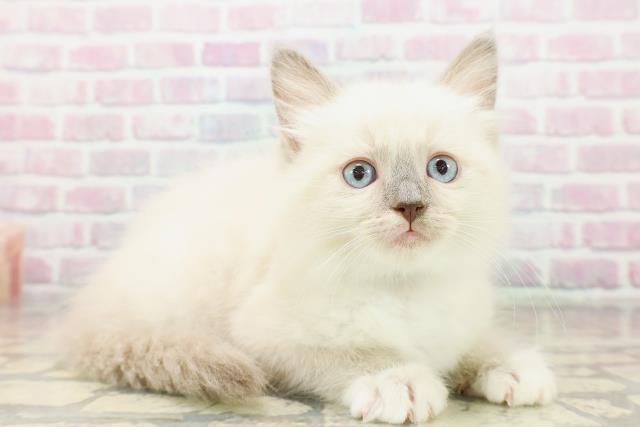 東京都のラグドール (Coo&RIKU中野サンモール店/2025年10月18日生まれ/男の子/ブルーポイントミテッド)の子猫の3枚目の画像