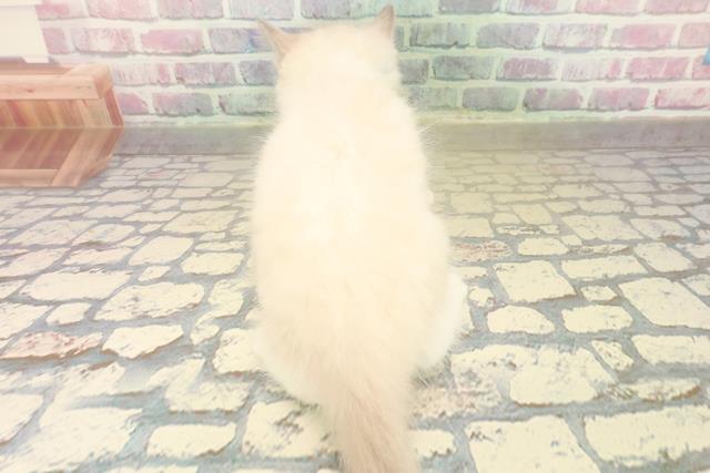 東京都のラグドール (Coo&RIKU中野サンモール店/2025年10月18日生まれ/男の子/ブルーポイントミテッド)の子猫の4枚目の画像