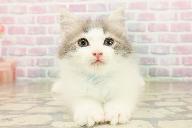 東京都のラガマフィン (Coo&RIKU新宿三丁目店/2025年10月16日生まれ/男の子/ブルーホワイト)の子猫