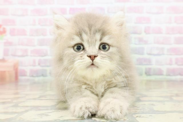 沖縄県のミヌエット (Coo&RIKUイーアス沖縄豊崎店/2025年10月14日生まれ/男の子/ブルータビー)の子猫の1枚目の画像