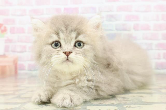 沖縄県のミヌエット (Coo&RIKUイーアス沖縄豊崎店/2025年10月14日生まれ/男の子/ブルータビー)の子猫の2枚目の画像