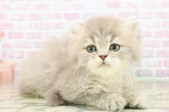 沖縄県のミヌエット (Coo&RIKUイーアス沖縄豊崎店/2025年10月14日生まれ/男の子/ブルータビー)の子猫の3枚目の画像