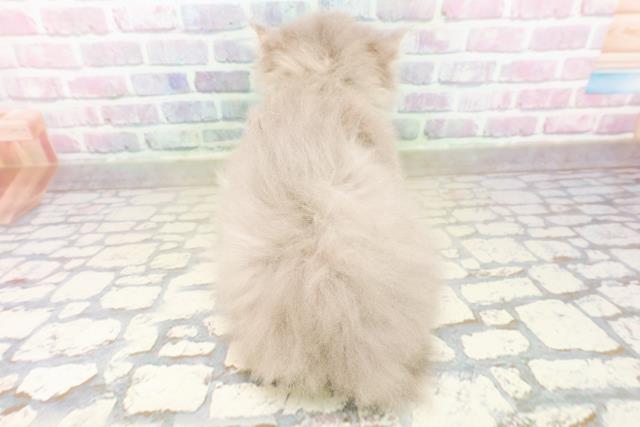 沖縄県のミヌエット (Coo&RIKUイーアス沖縄豊崎店/2025年10月14日生まれ/男の子/ブルータビー)の子猫の4枚目の画像