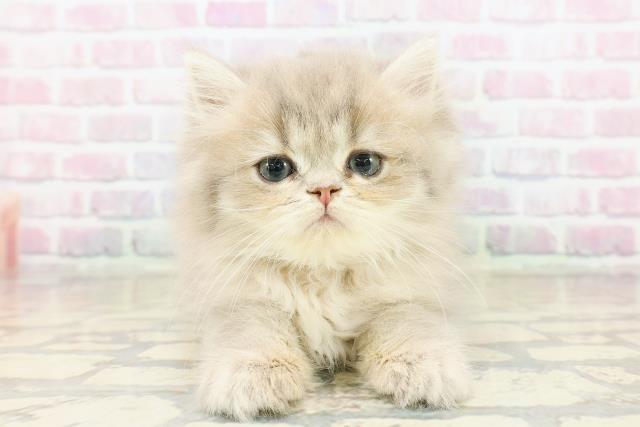 埼玉県のミヌエット (Coo&RIKU所沢店/2025年10月14日生まれ/女の子/ブルータビー)の子猫の1枚目の画像