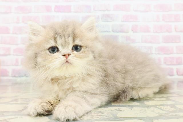 埼玉県のミヌエット (Coo&RIKU所沢店/2025年10月14日生まれ/女の子/ブルータビー)の子猫の2枚目の画像