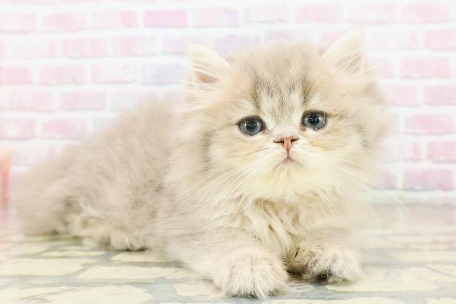 埼玉県のミヌエット (Coo&RIKU所沢店/2025年10月14日生まれ/女の子/ブルータビー)の子猫の3枚目の画像