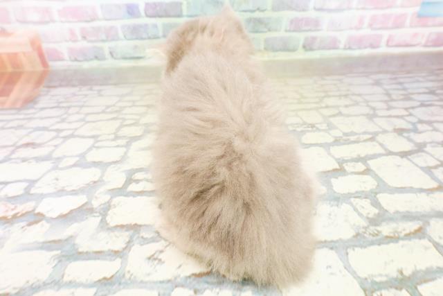 埼玉県のミヌエット (Coo&RIKU所沢店/2025年10月14日生まれ/女の子/ブルータビー)の子猫の4枚目の画像