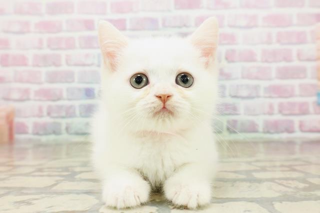 神奈川県のミヌエット (Coo&RIKUパウ川崎店/2025年10月14日生まれ/女の子/ホワイト)の子猫