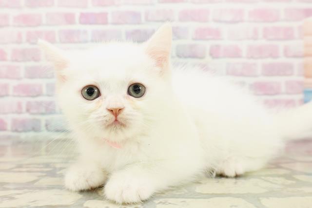 神奈川県のミヌエット (Coo&RIKUパウ川崎店/2025年10月14日生まれ/女の子/ホワイト)の子猫の2枚目の画像