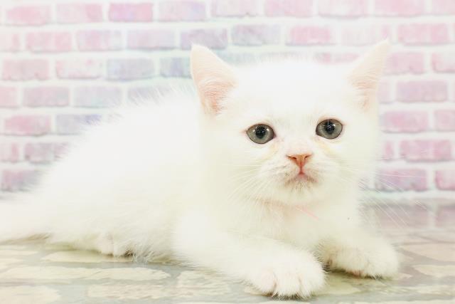 神奈川県のミヌエット (Coo&RIKUパウ川崎店/2025年10月14日生まれ/女の子/ホワイト)の子猫の3枚目の画像