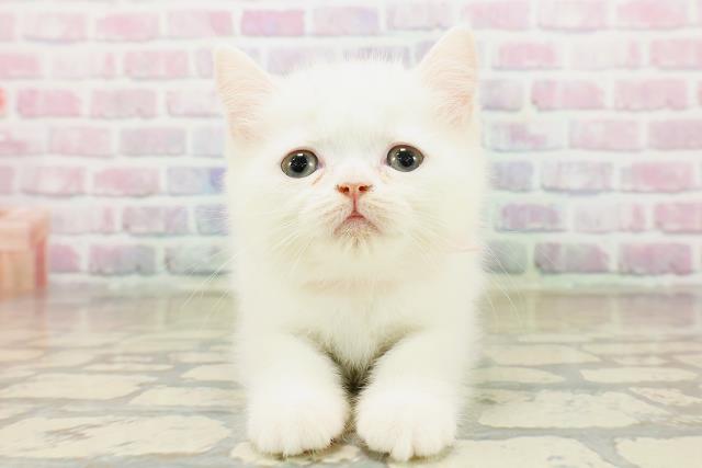 群馬県のミヌエット (Coo&RIKU藤岡店/2025年10月14日生まれ/女の子/ホワイト)の子猫の1枚目の画像