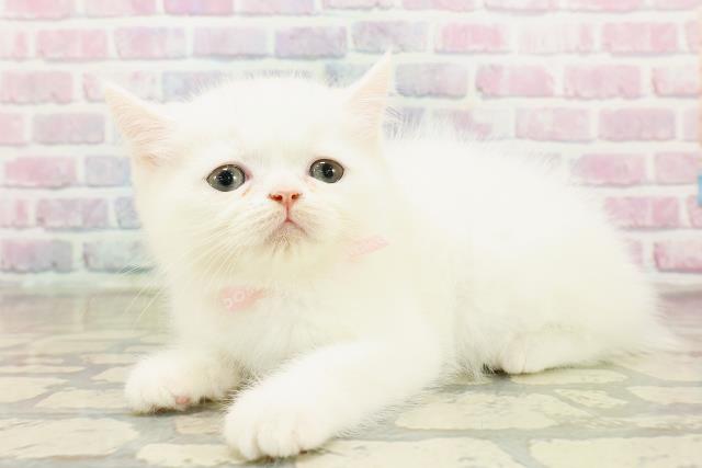 群馬県のミヌエット (Coo&RIKU藤岡店/2025年10月14日生まれ/女の子/ホワイト)の子猫の2枚目の画像