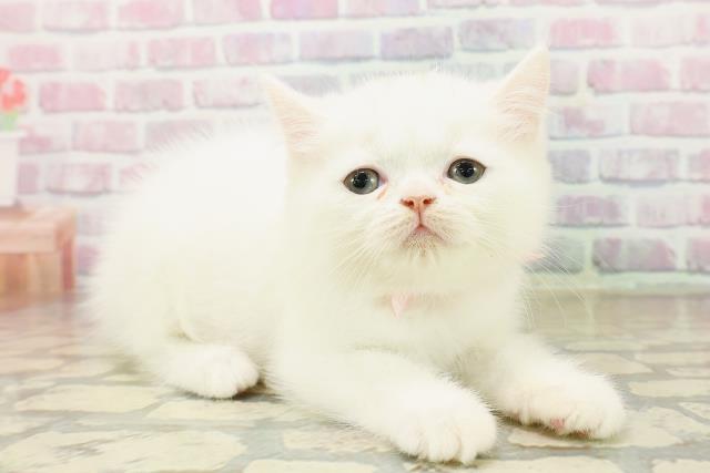 群馬県のミヌエット (Coo&RIKU藤岡店/2025年10月14日生まれ/女の子/ホワイト)の子猫の3枚目の画像