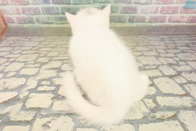 群馬県のミヌエット (Coo&RIKU藤岡店/2025年10月14日生まれ/女の子/ホワイト)の子猫の4枚目の画像