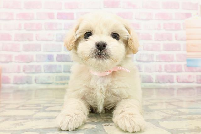 千葉県のペキプー(ペキニーズ×プードル) (Coo&RIKU東金店/2025年10月18日生まれ/女の子/アプリコット)の子犬