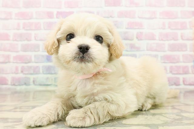 千葉県のペキプー(ペキニーズ×プードル) (Coo&RIKU東金店/2025年10月18日生まれ/女の子/アプリコット)の子犬の2枚目の画像