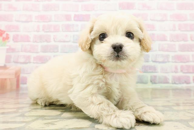 千葉県のペキプー(ペキニーズ×プードル) (Coo&RIKU東金店/2025年10月18日生まれ/女の子/アプリコット)の子犬の3枚目の画像