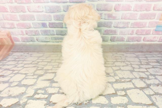 千葉県のペキプー(ペキニーズ×プードル) (Coo&RIKU東金店/2025年10月18日生まれ/女の子/アプリコット)の子犬の4枚目の画像