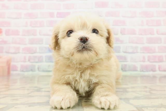 群馬県のペキプー(ペキニーズ×プードル) (Coo&RIKU前橋店/2025年10月18日生まれ/女の子/アプリコット)の子犬の1枚目の画像