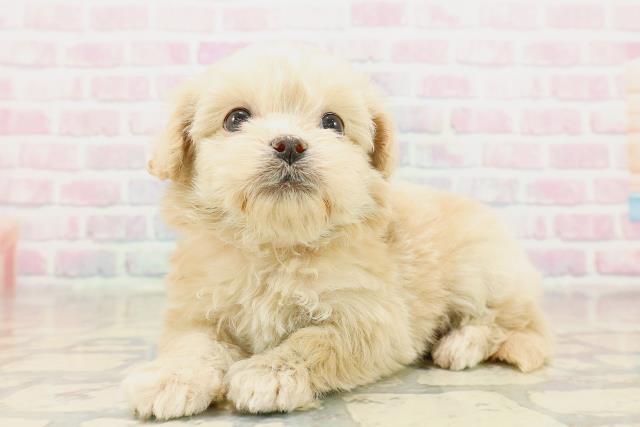 群馬県のペキプー(ペキニーズ×プードル) (Coo&RIKU前橋店/2025年10月18日生まれ/女の子/アプリコット)の子犬の2枚目の画像