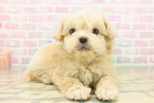 群馬県のペキプー(ペキニーズ×プードル) (Coo&RIKU前橋店/2025年10月18日生まれ/女の子/アプリコット)の子犬の3枚目の画像