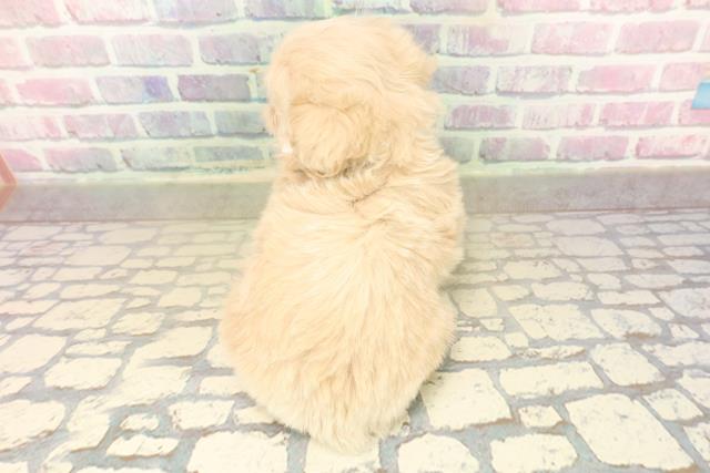 群馬県のペキプー(ペキニーズ×プードル) (Coo&RIKU前橋店/2025年10月18日生まれ/女の子/アプリコット)の子犬の4枚目の画像