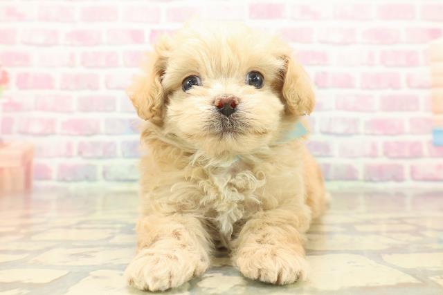 新潟県のペキプー(ペキニーズ×プードル) (Coo&RIKU上越店/2025年10月18日生まれ/男の子/アプリコット)の子犬の1枚目の画像