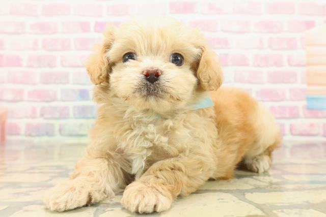 新潟県のペキプー(ペキニーズ×プードル) (Coo&RIKU上越店/2025年10月18日生まれ/男の子/アプリコット)の子犬の2枚目の画像