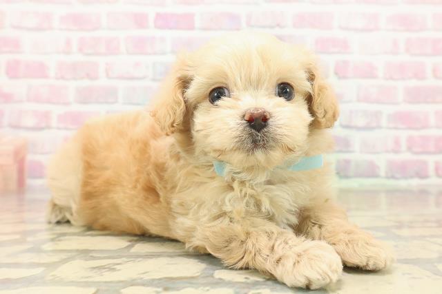 新潟県のペキプー(ペキニーズ×プードル) (Coo&RIKU上越店/2025年10月18日生まれ/男の子/アプリコット)の子犬の3枚目の画像