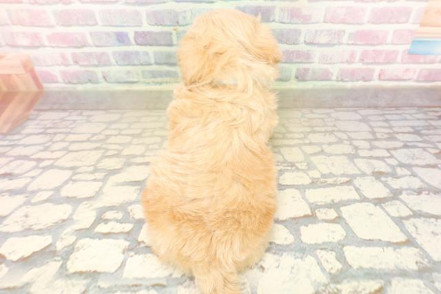 新潟県のペキプー(ペキニーズ×プードル) (Coo&RIKU上越店/2025年10月18日生まれ/男の子/アプリコット)の子犬の4枚目の画像