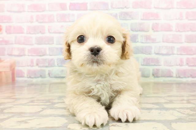 千葉県のペキプー(ペキニーズ×プードル) (Coo&RIKU市原店/2025年10月18日生まれ/男の子/アプリコット)の子犬の1枚目の画像