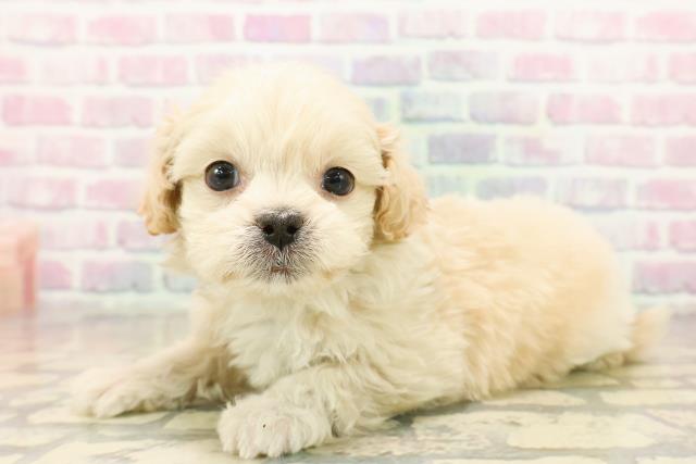 千葉県のペキプー(ペキニーズ×プードル) (Coo&RIKU市原店/2025年10月18日生まれ/男の子/アプリコット)の子犬の2枚目の画像