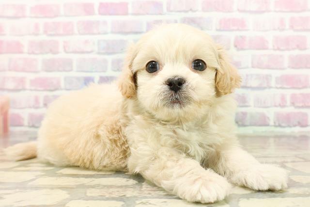 千葉県のペキプー(ペキニーズ×プードル) (Coo&RIKU市原店/2025年10月18日生まれ/男の子/アプリコット)の子犬の3枚目の画像