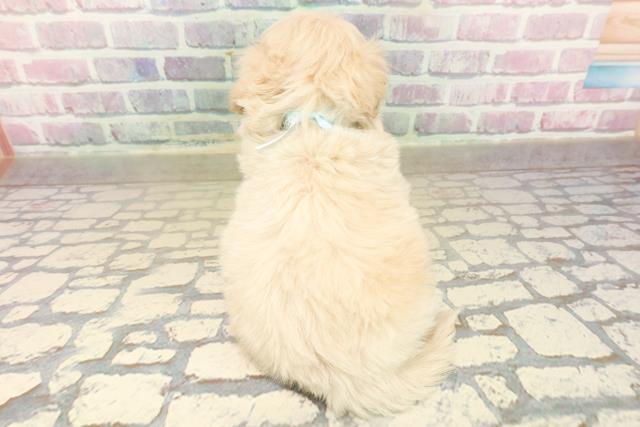 千葉県のペキプー(ペキニーズ×プードル) (Coo&RIKU市原店/2025年10月18日生まれ/男の子/アプリコット)の子犬の4枚目の画像