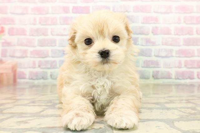 東京都のマルプー(マルチーズ×プードル) (Coo&RIKU自由が丘店/2025年10月19日生まれ/女の子/アプリコット)の子犬の1枚目の画像