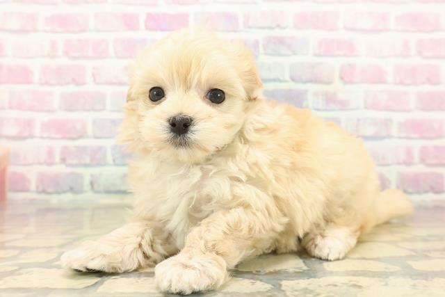 東京都のマルプー(マルチーズ×プードル) (Coo&RIKU自由が丘店/2025年10月19日生まれ/女の子/アプリコット)の子犬の2枚目の画像