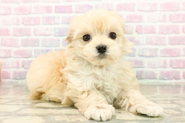 東京都のマルプー(マルチーズ×プードル) (Coo&RIKU自由が丘店/2025年10月19日生まれ/女の子/アプリコット)の子犬の3枚目の画像