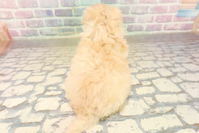 東京都のマルプー(マルチーズ×プードル) (Coo&RIKU自由が丘店/2025年10月19日生まれ/女の子/アプリコット)の子犬の4枚目の画像