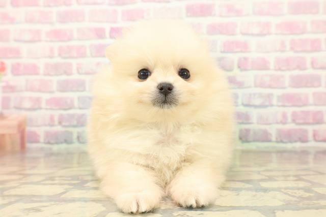 沖縄県のポメラニアン (Coo&RIKUイオン北谷店/2025年10月17日生まれ/男の子/クリーム)の子犬の1枚目の画像