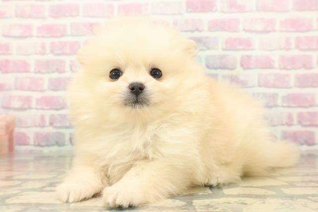 沖縄県のポメラニアン (Coo&RIKUイオン北谷店/2025年10月17日生まれ/男の子/クリーム)の子犬の2枚目の画像