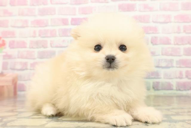 沖縄県のポメラニアン (Coo&RIKUイオン北谷店/2025年10月17日生まれ/男の子/クリーム)の子犬の3枚目の画像