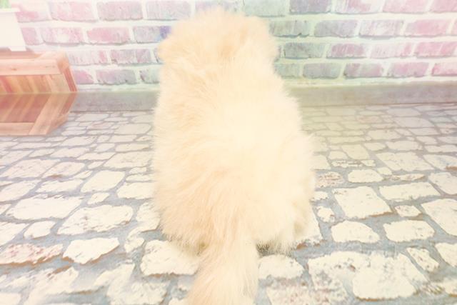 沖縄県のポメラニアン (Coo&RIKUイオン北谷店/2025年10月17日生まれ/男の子/クリーム)の子犬の4枚目の画像