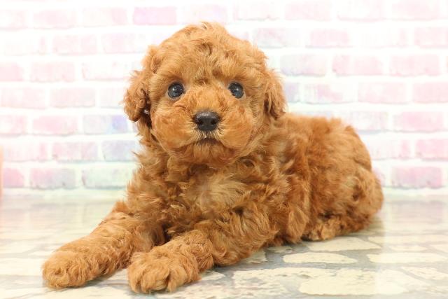 青森県のトイプードル(トイ) (Coo&RIKU八戸店/2025年10月17日生まれ/男の子/レッド)の子犬の2枚目の画像