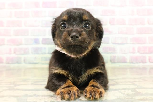 長野県のチワックス(チワワ×ダックス) (Coo&RIKU松本店/2025年10月17日生まれ/女の子/ブラックタン)の子犬