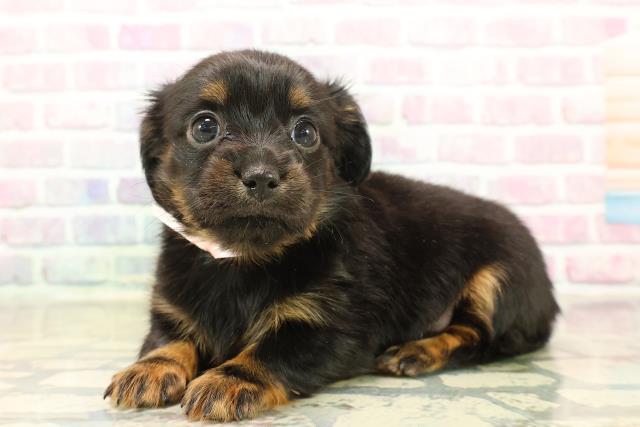 長野県のチワックス(チワワ×ダックス) (Coo&RIKU松本店/2025年10月17日生まれ/女の子/ブラックタン)の子犬の2枚目の画像