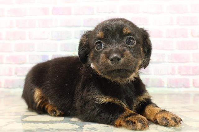 長野県のチワックス(チワワ×ダックス) (Coo&RIKU松本店/2025年10月17日生まれ/女の子/ブラックタン)の子犬の3枚目の画像