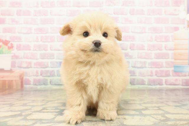 東京都のポメプー(ポメラニアン×プードル) (Coo&RIKU浅草店/2025年10月15日生まれ/男の子/アプリコット)の子犬の1枚目の画像