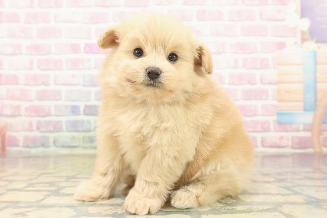 東京都のポメプー(ポメラニアン×プードル) (Coo&RIKU浅草店/2025年10月15日生まれ/男の子/アプリコット)の子犬の2枚目の画像