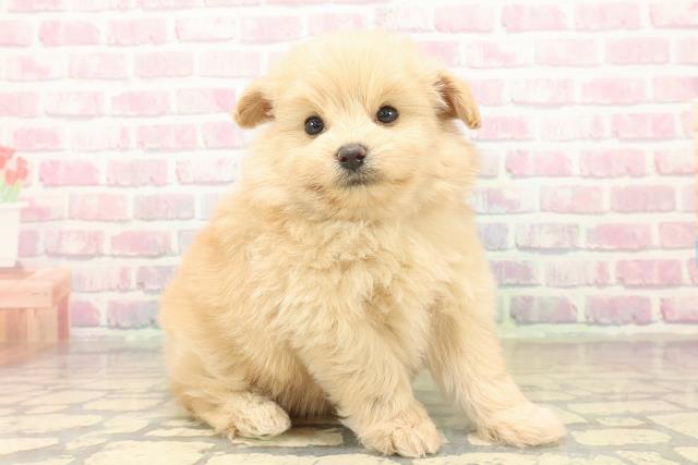 東京都のポメプー(ポメラニアン×プードル) (Coo&RIKU浅草店/2025年10月15日生まれ/男の子/アプリコット)の子犬の3枚目の画像