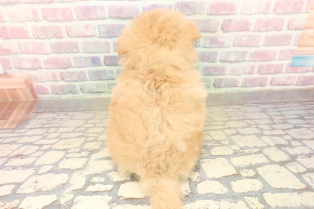 東京都のポメプー(ポメラニアン×プードル) (Coo&RIKU浅草店/2025年10月15日生まれ/男の子/アプリコット)の子犬の4枚目の画像